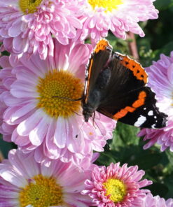 Chrysanthemum 'Poesie Rose' erfreut nicht nur den Gartenbesitzer.