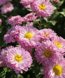 Chrysanthemum 'Poesie Rose' bildet halbgefüllte Blüten von guter Größe aus.