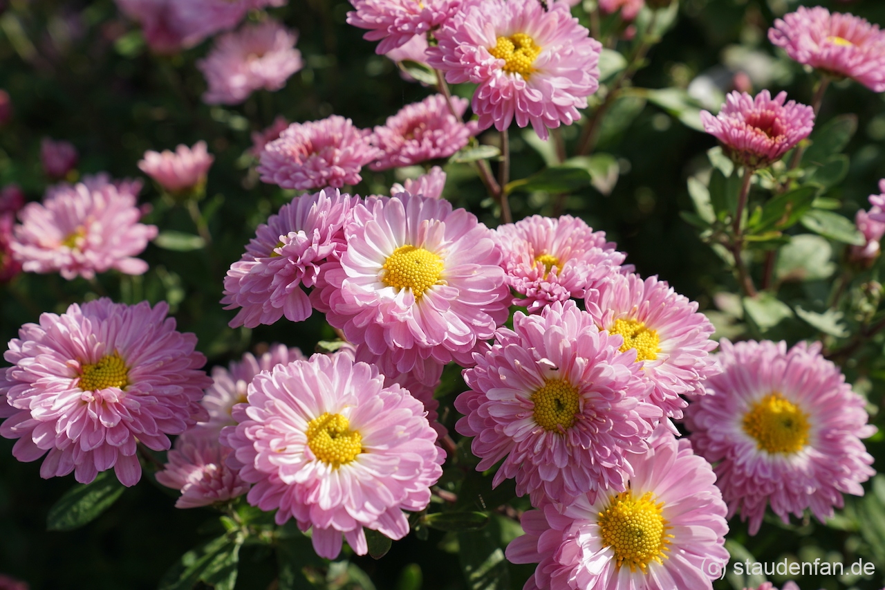 Chrysanthemum 'Poesie Rose' bildet halbgefüllte Blüten von guter Größe aus.