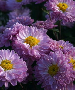 Chrysanthemum 'Poesie Rose' im Herbstlicht.