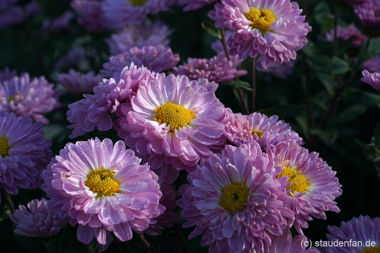 Chrysanthemum 'Poesie Rose' im Herbstlicht.