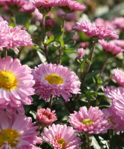 Chrysanthemum 'Poesie Rose' stammt ursprünglich aus Frankreich.