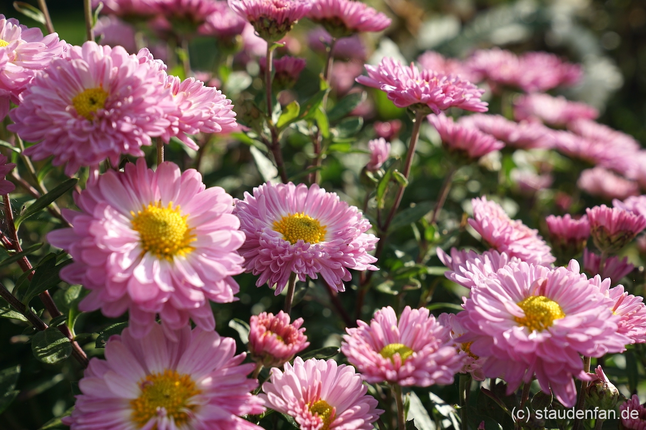 Chrysanthemum 'Poesie Rose' stammt ursprünglich aus Frankreich.
