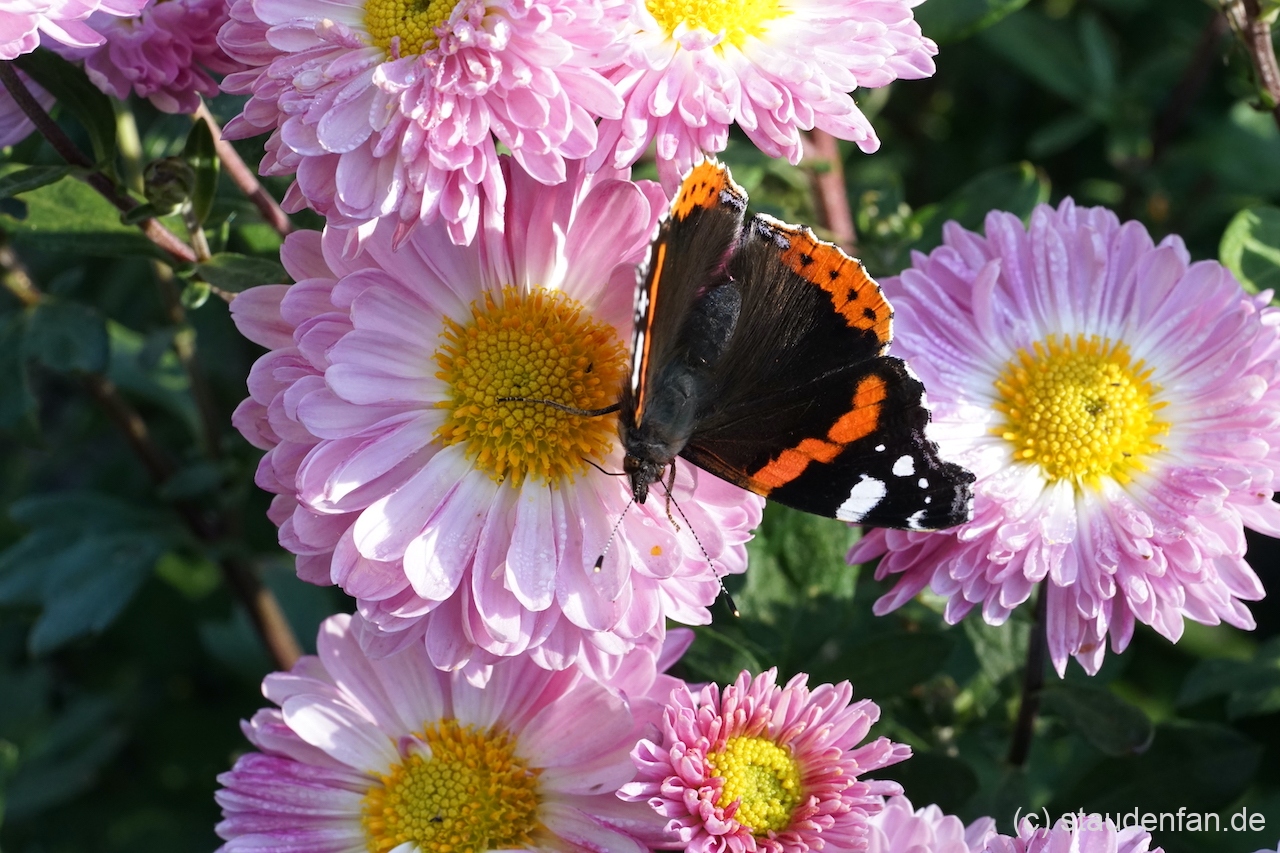 Chrysanthemum 'Poesie Rose' erfreut nicht nur den Gartenbesitzer.