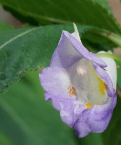 Impatiens arguta 'Purple Patience'.