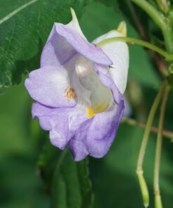 Impatiens arguta 'Purple Patience' ist eine Auslese von Dan Hinkley (DJHAP 18053).