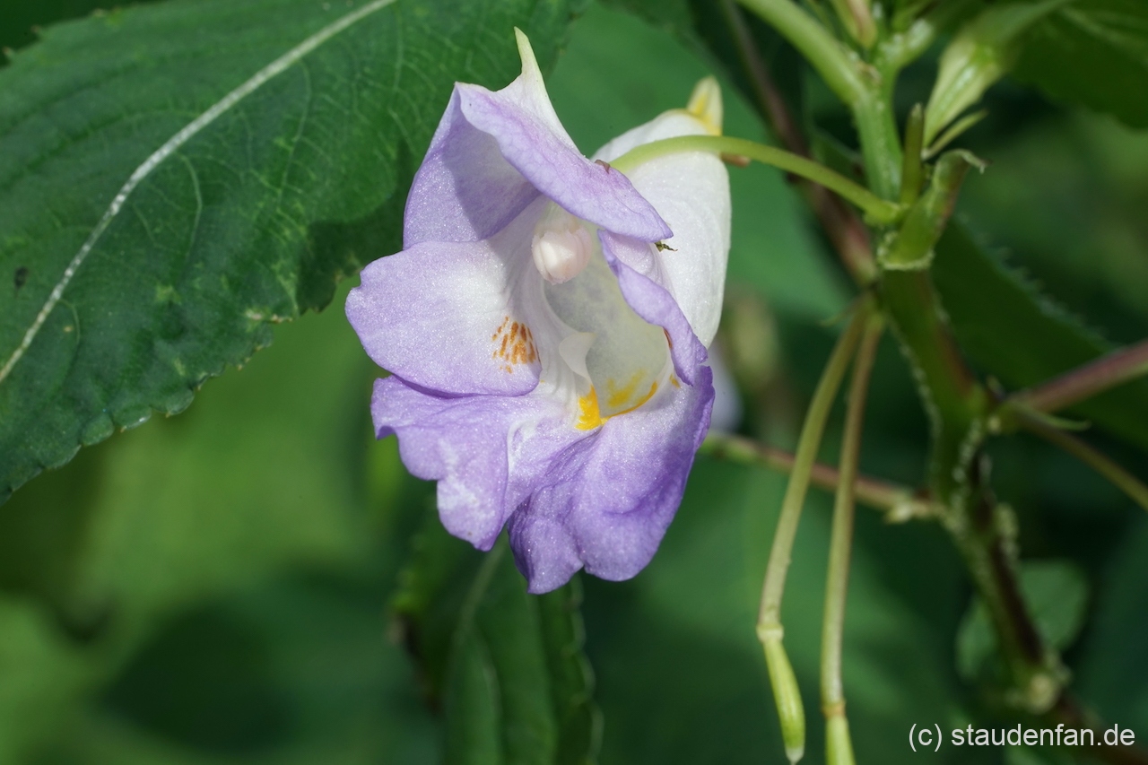 Impatiens arguta 'Purple Patience' ist eine Auslese von Dan Hinkley (DJHAP 18053).