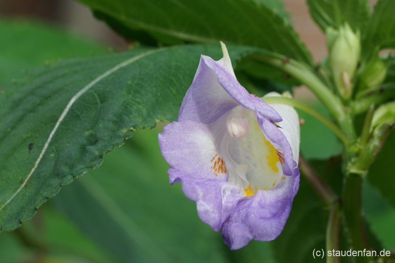 Impatiens arguta 'Purple Patience'.
