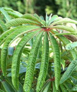 Typisch für Begonia verticillata (ehemals Begonia luxurians) ist das palmartig gefiederte Laub.
