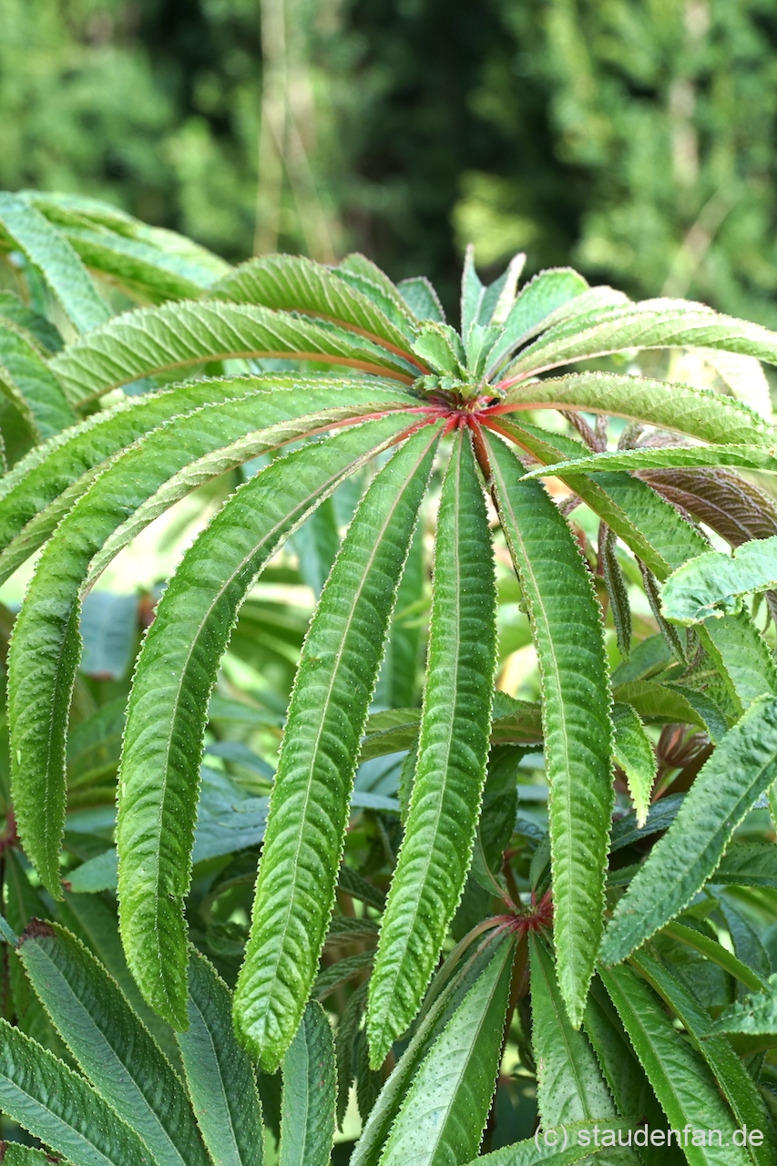 Typisch für Begonia verticillata (ehemals Begonia luxurians) ist das palmartig gefiederte Laub.