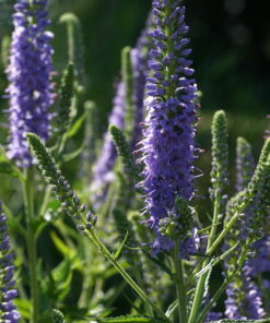 Veronica 'Hermannshof'.