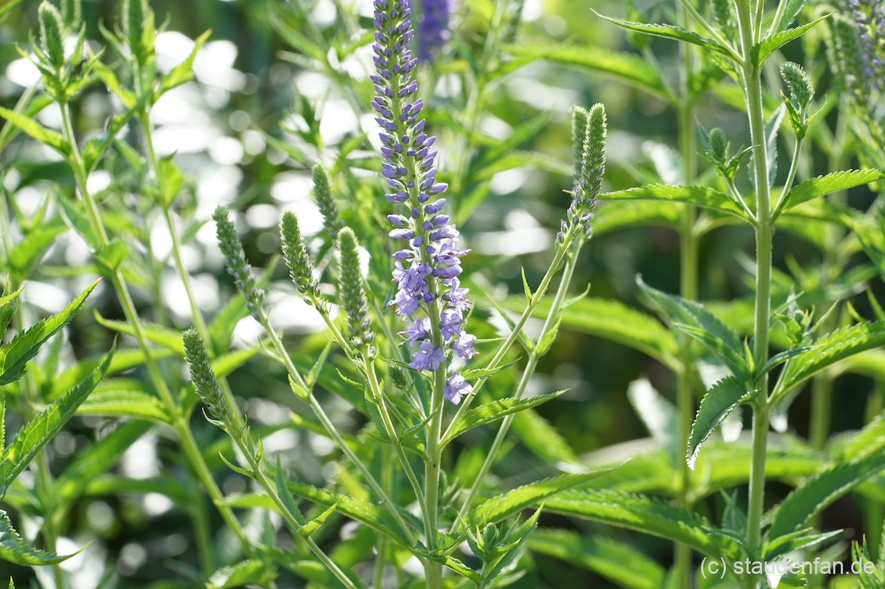 Veronica 'Hermannshof' zu Beginn der Blütezeit Mitte Juni.