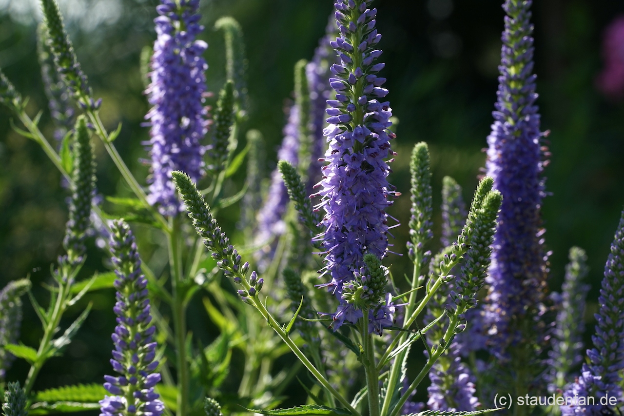 Veronica 'Hermannshof'.